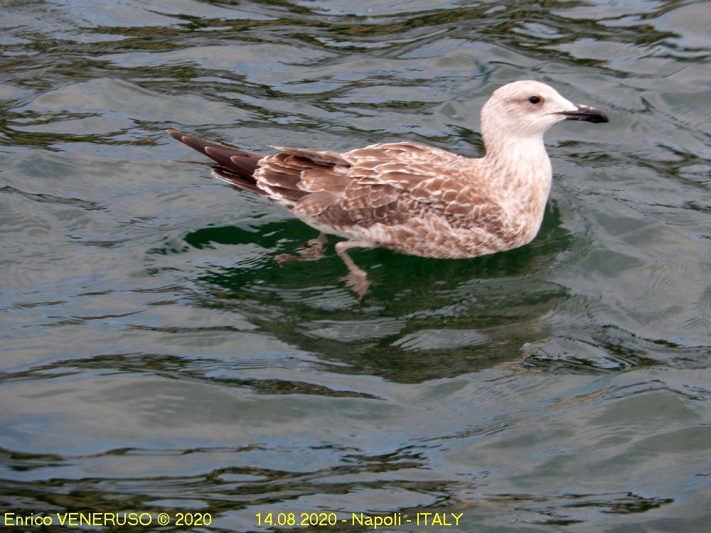 34 - Gabbiano stanco - Tired Seagul